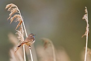 Blaukehlchen, Luscinia svecica cyanecula