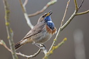 Blaukehlchen, Luscinia svecica cyanecula