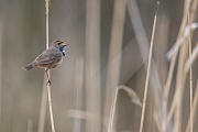 Blaukehlchen, Luscinia svecica cyanecula
