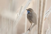 Blaukehlchen, Luscinia svecica cyanecula