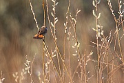 Blaukehlchen, Luscinia svecica cyanecula