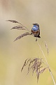 Blaukehlchen, Luscinia svecica cyanecula