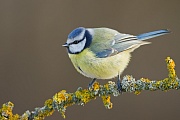 Blaumeise, Cyanistes caeruleus