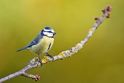 Blaumeise, Cyanistes caeruleus