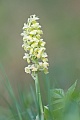 Bleiches Knabenkraut, Orchis pallens