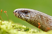 Blindschleiche , Anguis fragilis