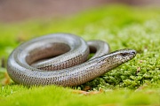 Blindschleiche , Anguis fragilis