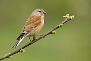 Blaukehlchen, Luscinia svecica cyanecula