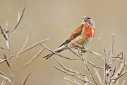 Bluthänfling, Carduelis cannabina