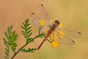 Blutrote Heidelibelle, Sympetrum sanguineum