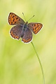 Brauner Feuerfalter, Lycaena tityrus