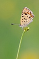 Brauner Feuerfalter, Lycaena tityrus