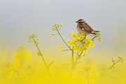 Braunkehlchen , Saxicola rubetra