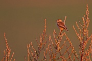 Braunkehlchen, Saxicola rubetra