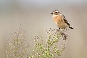 Braunkehlchen, Saxicola rubetra