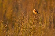 Braunkehlchen, Saxicola rubetra