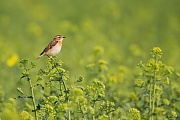 Braunkehlchen, Saxicola rubetra