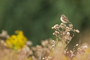 Braunkehlchen, Saxicola rubetra