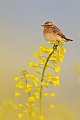 Braunkehlchen, Saxicola rubetra