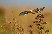 Braunkehlchen