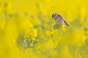 Braunkehlchen, Saxicola rubetra