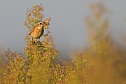 Braunkehlchen, Saxicola rubetra