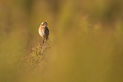 Braunkehlchen, Saxicola rubetra