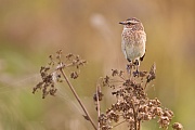 Braunkehlchen, Saxicola rubetra