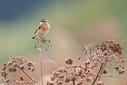 Braunkehlchen, Saxicola rubetra