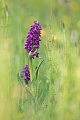 Breitblättriges Knabenkraut, Dactylorhiza majalis