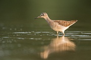 Bruchwasserläufer , Tringa glareola