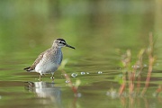 Bruchwasserläufer, Tringa glareola