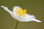 Buschwindröschen, Anemone nemorosa