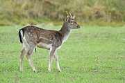 Damwild, Dama dama