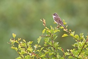 Dorngrasmücke, Sylvia communis