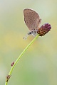 Dunkler Wiesenknopf-Ameisenbläuling , Phengaris nausithous