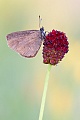 Dunkler Wiesenknopf-Ameisenbläuling , Phengaris nausithous