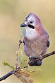 Eichelhäher, Garrulus glandarius