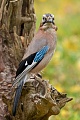Eichehäher, Garrulus glandarius