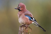 Eichelhäher, Garrulus glandarius
