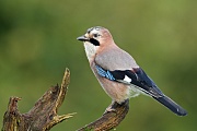 Eichelhäher, Garrulus glandarius