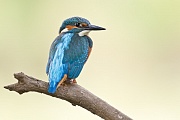 Eisvogel, Alcedo atthis