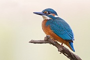 Eisvogel, Alcedo atthis