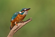 Eisvogel, Alcedo atthis