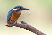 Eisvogel, Alcedo atthis