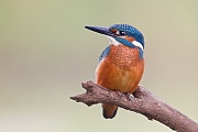 Eisvogel, Alcedo atthis