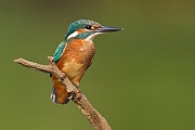 Eisvogel, Alcedo atthis