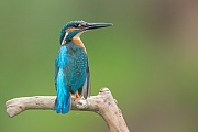 Eisvogel, Alcedo atthis