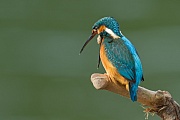 Eisvogel, Alcedo atthis