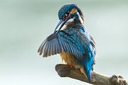 Eisvogel, Alcedo atthis